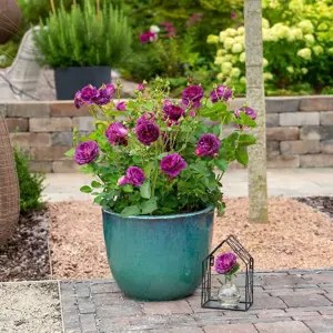 Image Credit: Diderk Heinje