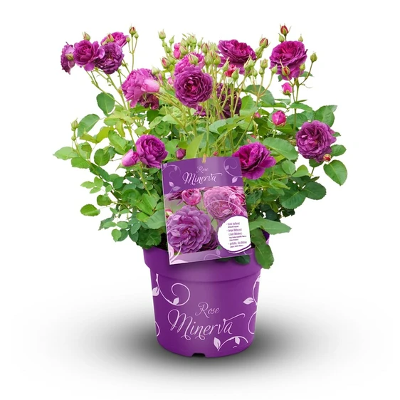 Rose 'Minerva' 6L - image 2
