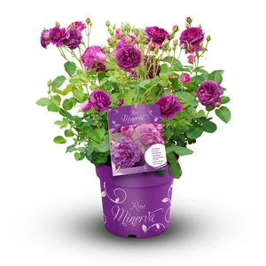 Rose 'Minerva' 6L - image 2