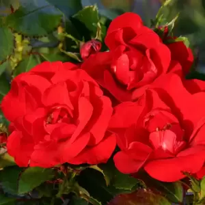 Rose 'Moment In Time' - FL 4L