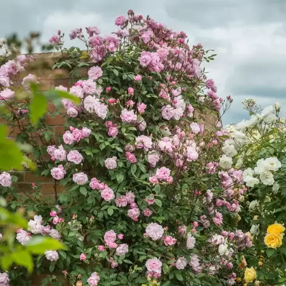 Picture Credit - David Austin® Roses