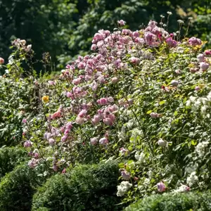 Picture Credit - David Austin® Roses