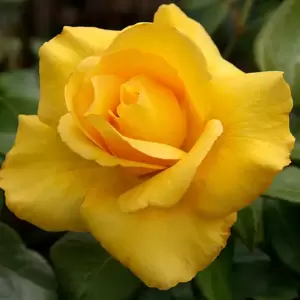 Rose 'My Lovely Mum / Keep Smiling' - HT