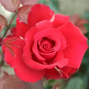 Rose 'My Valentine' - HT