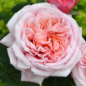 Rose 'Never Ending Story' - HT