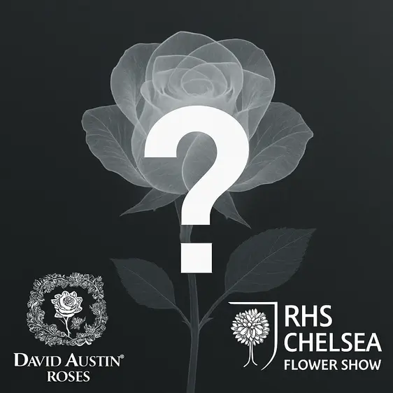 Rose 'NEW CHELSEA RELEASE 2025'