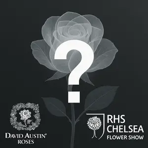 Rose 'NEW CHELSEA RELEASE 2025'
