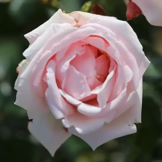 Rose 'New Dawn' - CLM