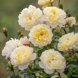 Picture Credit - David Austin® Roses