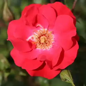 Rose 'Olympic Flame' - CLM