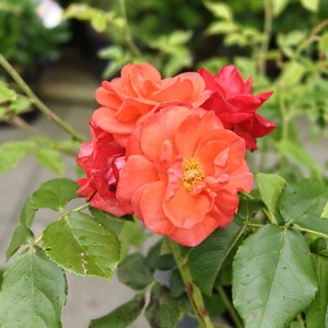 Rose 'Orange Sensation' - FL - image 2