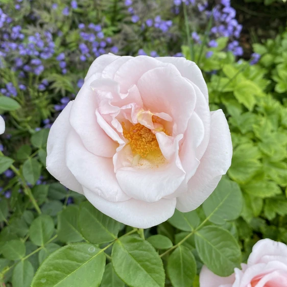Rose 'Oxford Physic' - SH