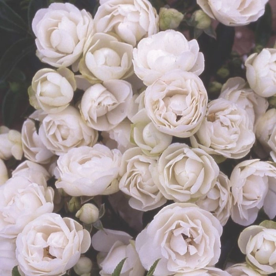 Image credit: Harkness Roses ©