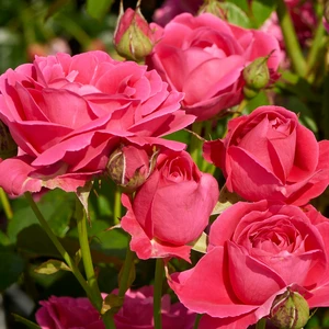 Rose 'Pasillo Courtyard' - CLM