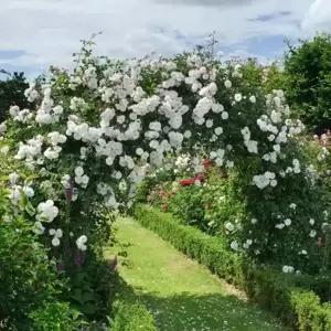 Picture Credit - David Austin® Roses