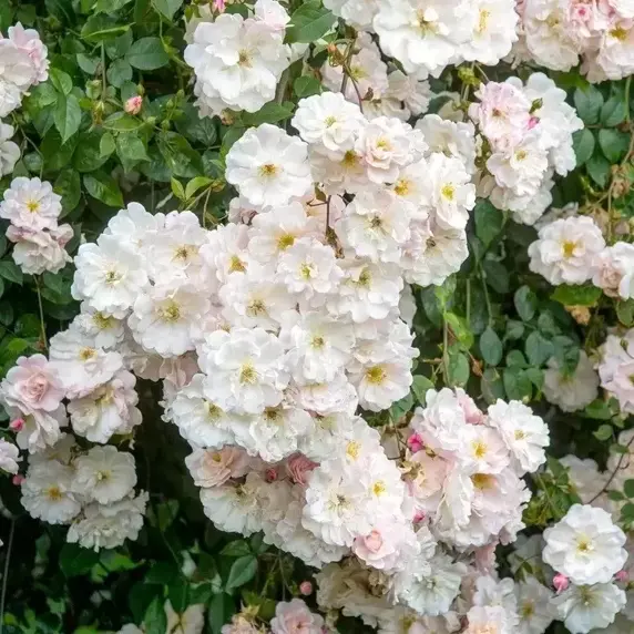 Picture Credit - David Austin® Roses