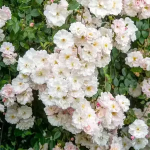 Picture Credit - David Austin® Roses