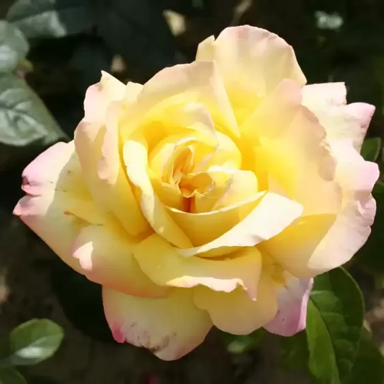 Rose 'Peace' - HT