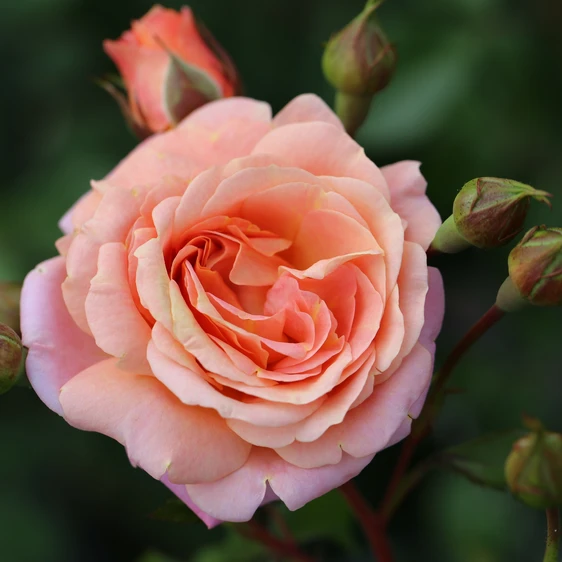 Rose 'Peach Melba' - CLM 4L - image 1