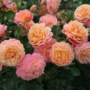 Rose 'Peach Melba' - CLM 4L - image 2