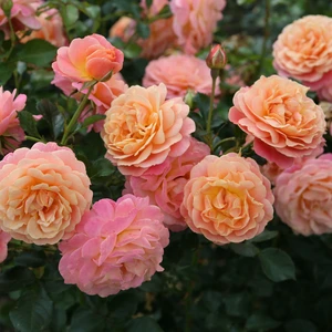 Rose 'Peach Melba' - CLM - image 2