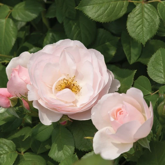Picture - Allensmore Nurseries