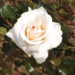 Rose 'Penny Lane' - CLM - image 1