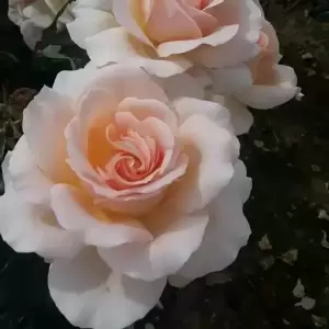 Rose 'Penny Lane' - CLM - image 2