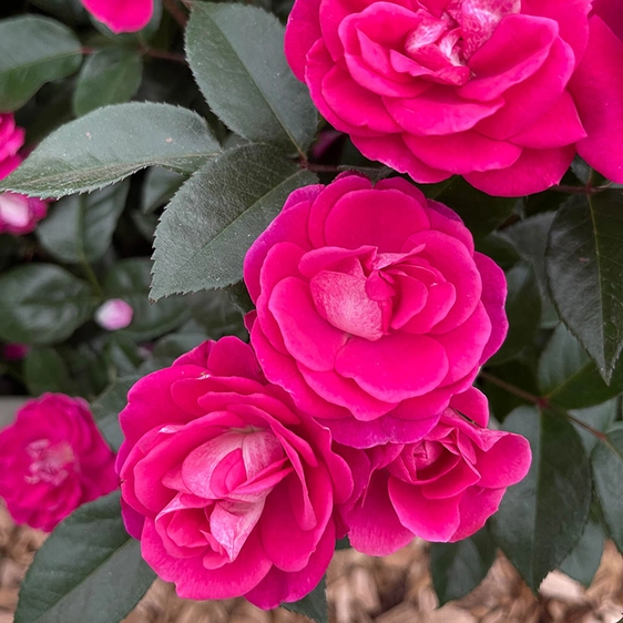 Image credit: Harkness Roses ©