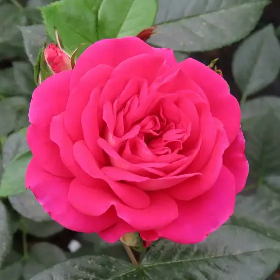 Image credit: Harkness Roses ©