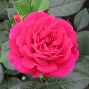 Image credit: Harkness Roses ©