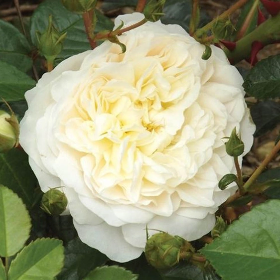 Image Credit - Harkness Roses©