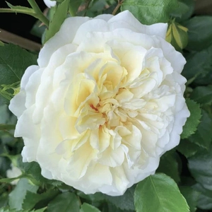 Image Credit - Harkness Roses©