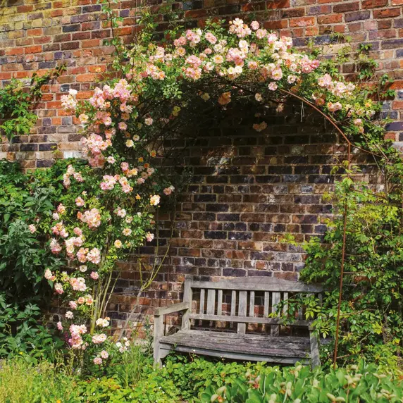 Image Credit: David Austin Roses