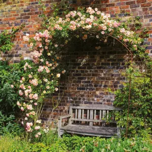 Image Credit: David Austin Roses