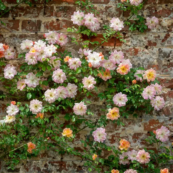 Image Credit: David Austin Roses