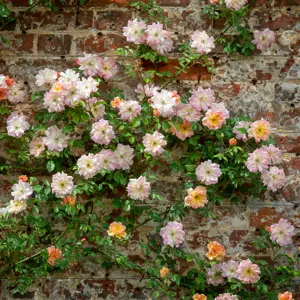 Image Credit: David Austin Roses