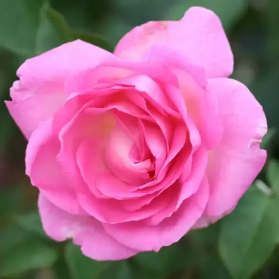 Rose 'Pink Perfection' - HT