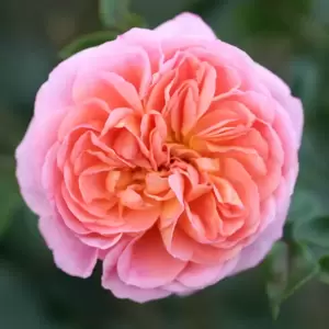 Rose 'Pirouette' - CLM