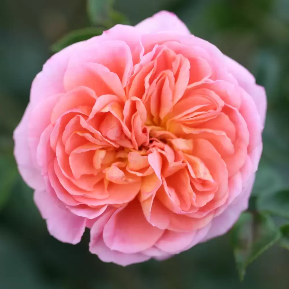 Pitoraize Rouses Rose 'Pirouette' - CLM - Cowell's Garden Centre | Woolsington