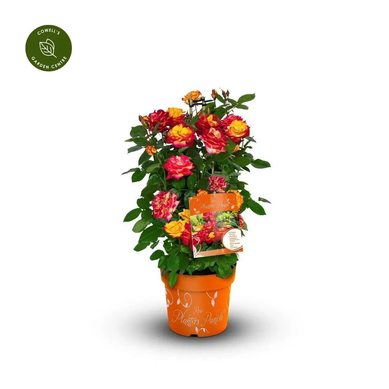 Rose 'Planter's Punch' - FL - Cowell's Garden Centre | Woolsington
