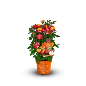 Rose 'Planter's Punch' - FL - image 3