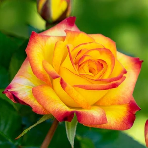 Rose 'Planter's Punch' - FL