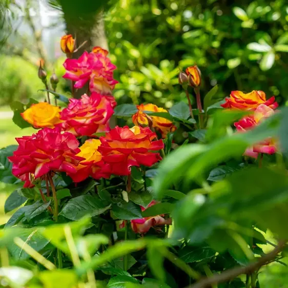 Picture - Heinje Nurseries
