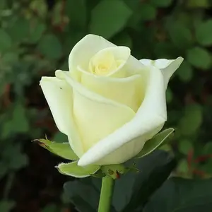 Rose 'Polar Star' - HT