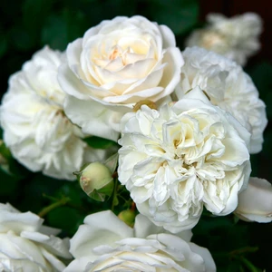 Picture - Allensmore Nurseries