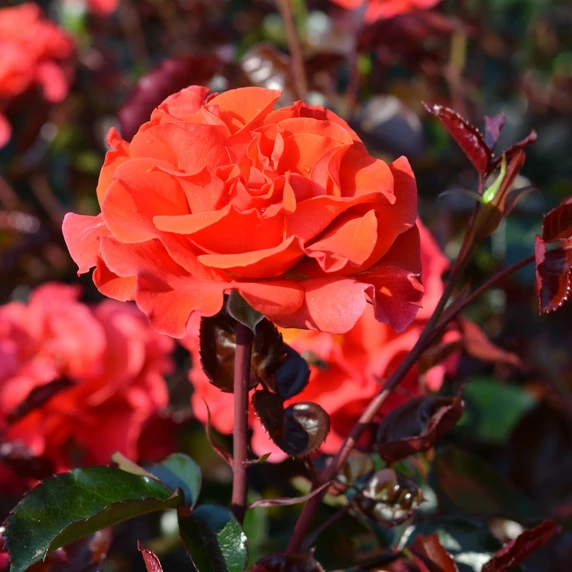 Rose 'Precious Day' - FL