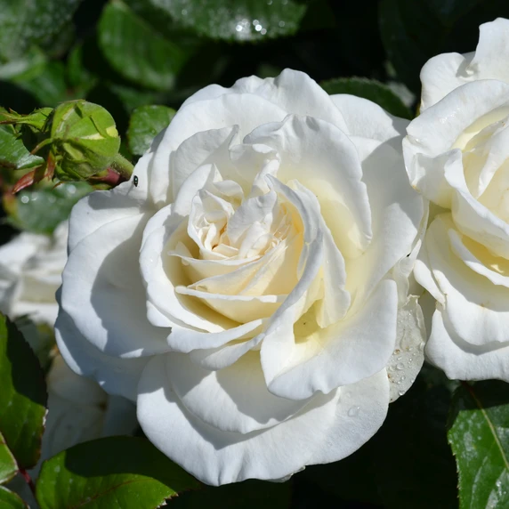 Rose 'Precious Diamond' - FL