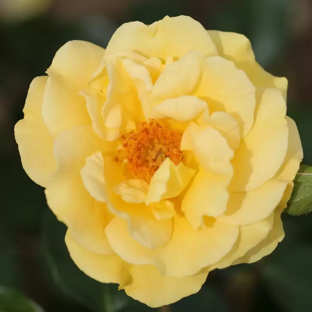 Rose 'Precious Gold' - FL - Cowell's Garden Centre | Woolsington