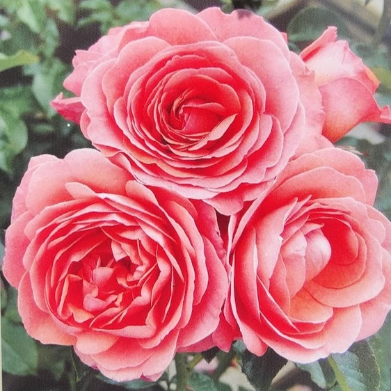 Image credit: Harkness Roses ©